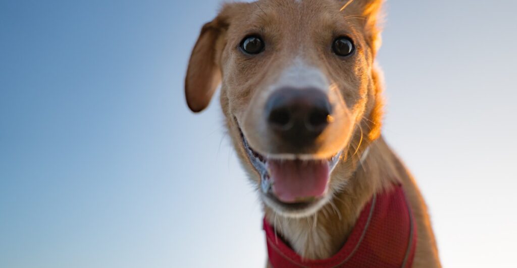 Animal research shows how much we really understand our dogs…or don’t