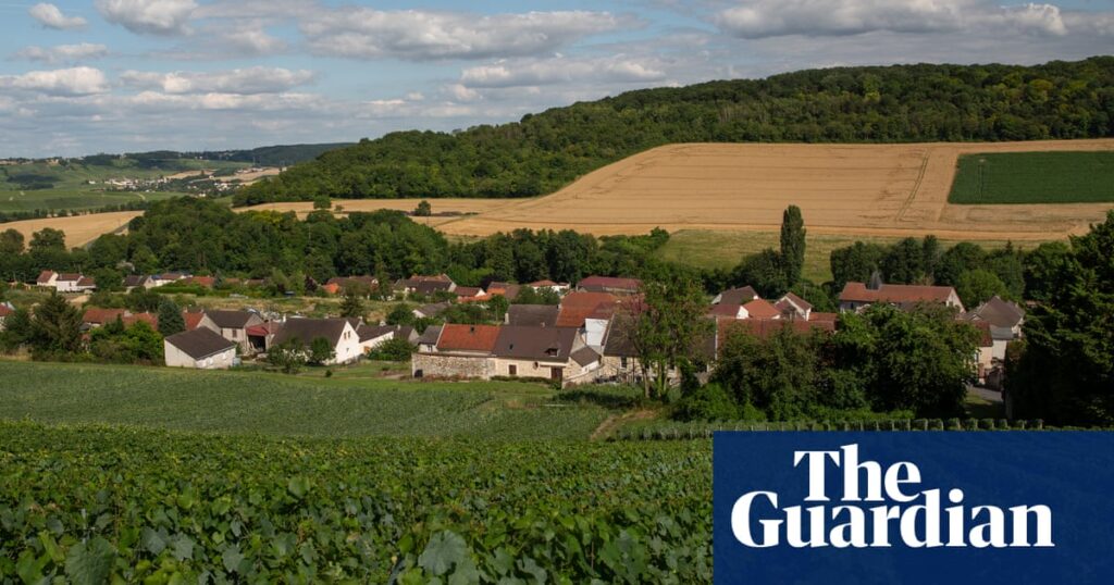 Employees at firm that supplied grape-pickers for champagne on trial for human trafficking | France