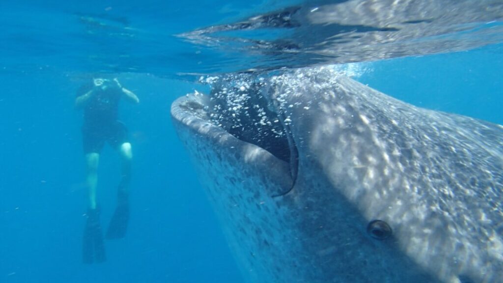 Craig McClain photographing a whale shark off the coast of Cancun, Mexico, to collect body size data.