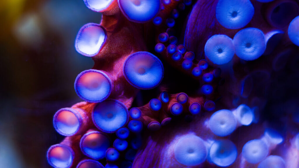 Image of the suckers of an octopus.
