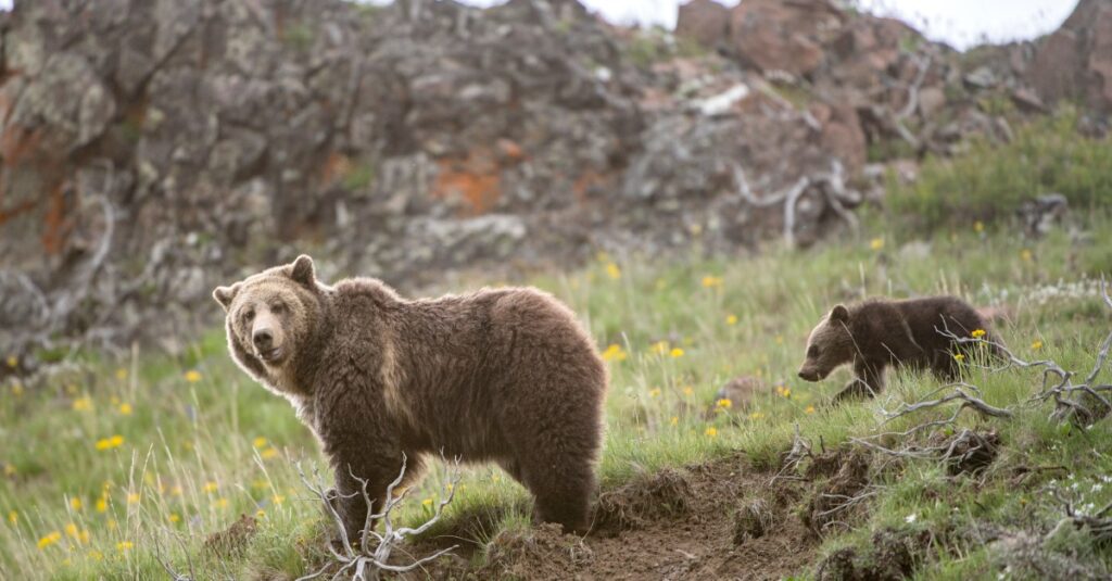 Should grizzly bears be delisted from the Endangered Species List?