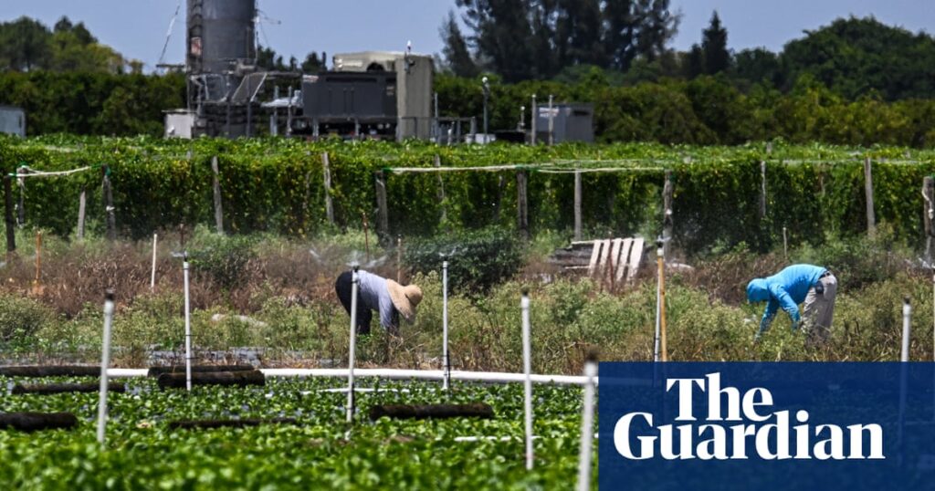 Trump orders Ice raids on farms and hotels after pausing them days earlier | US immigration