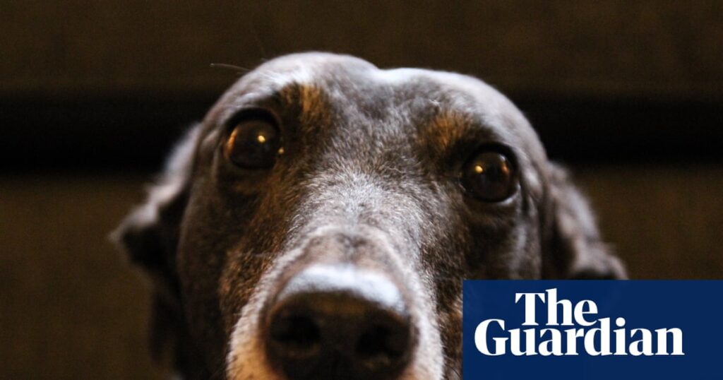Are there too many pets? | Life and style