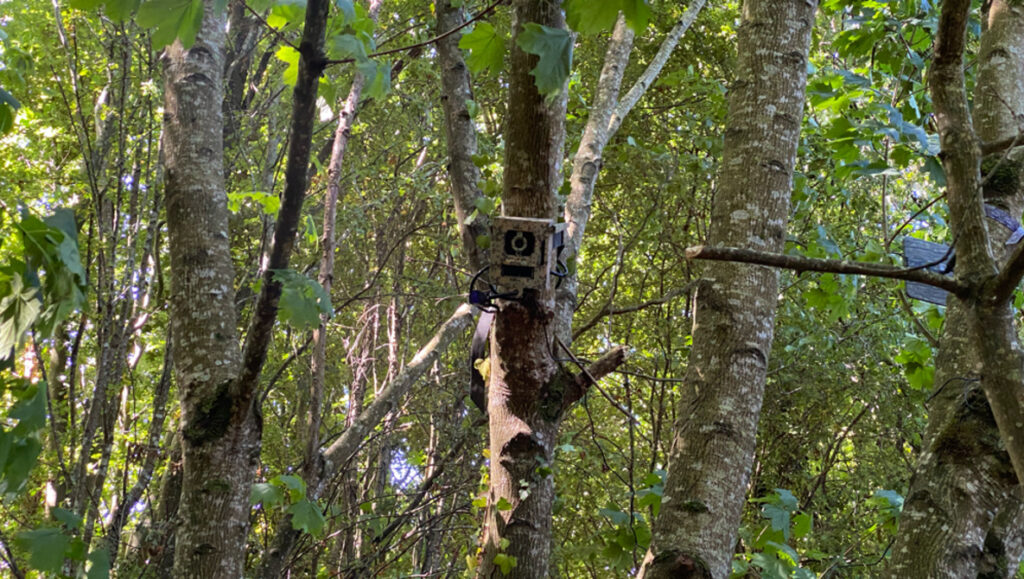 Camovue Talon Pro Field Review: A Trail Camera That Could Actually Work in the Irish Landscape