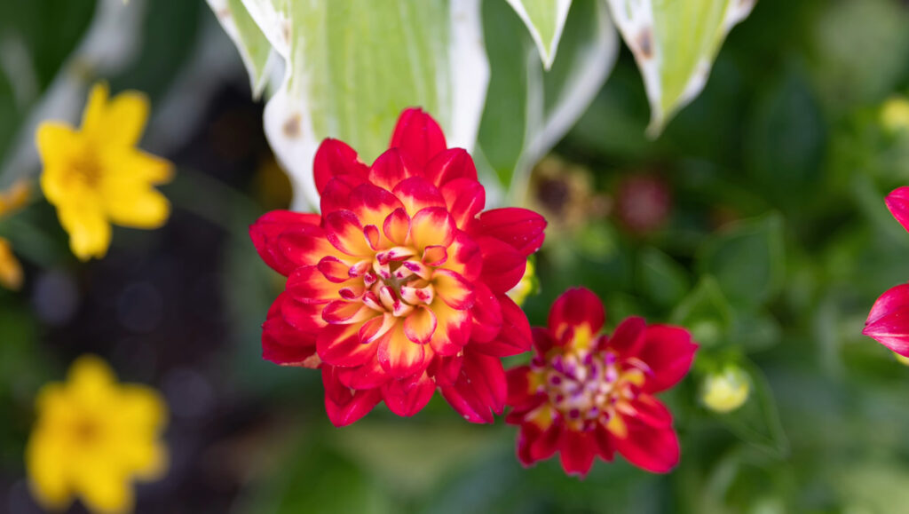 Compact Power: Samyang's New 85mm Lens Reviewed