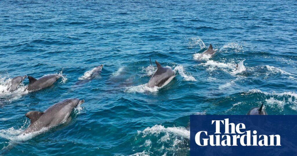 Could giving this pod of dolphins the same legal rights as humans help keep them safe? | Dolphins