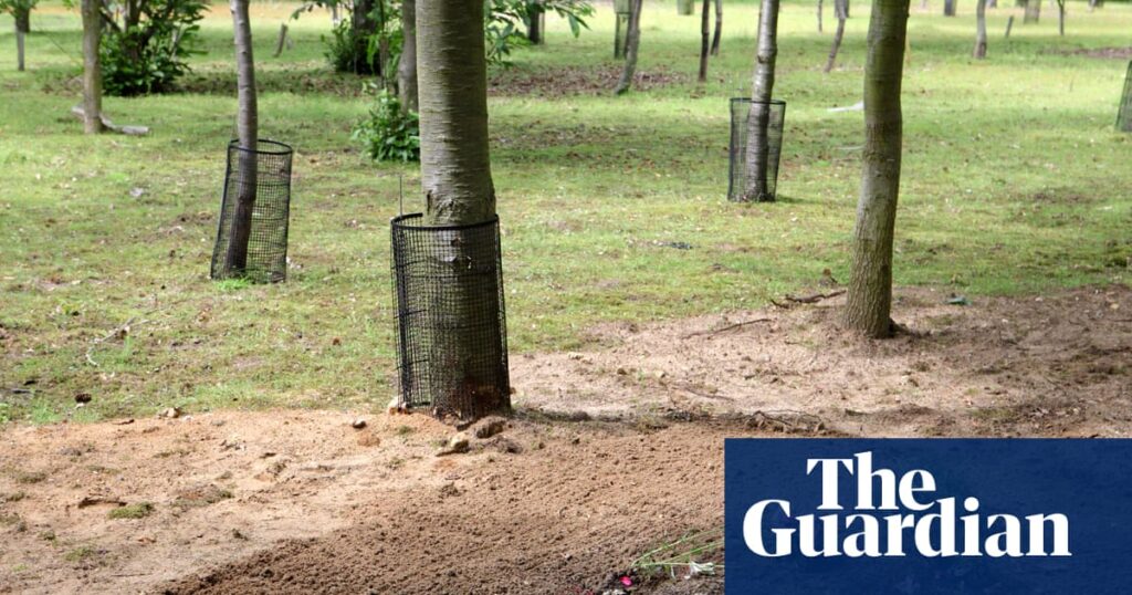 Green burials – the biodegradable alternative | Death and dying