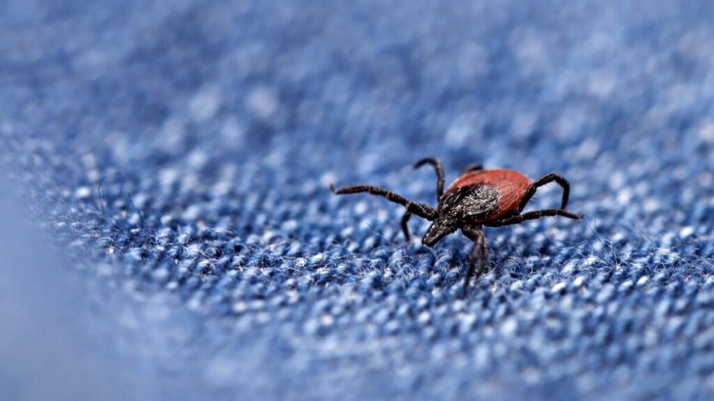 Hot Tick Summer Is Here. Here's What You Need to Know and How to Stay Safe