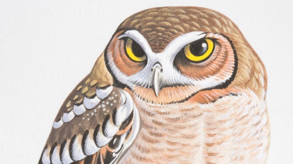 Meet 2 Extinct Birds Of Mexico’s Most Isolated Island. Hint: One Is A Type Of ‘Elf Owl’