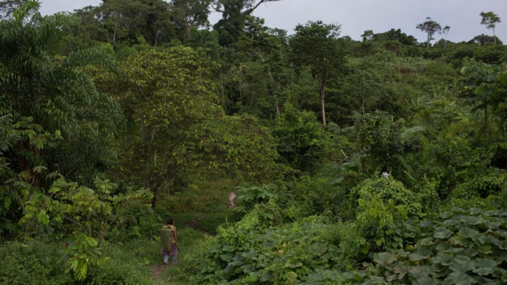 Missionaries Are Targeting Isolated Tribes in Brazil With Solar-Powered Audio Devices, Investigation Finds