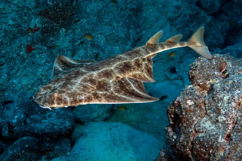 Ocean Warming Throws Angelshark Mating Out Of Sync