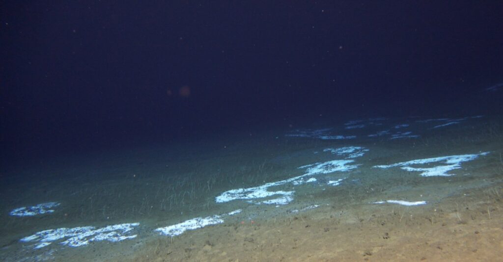 Photos of sea creatures in Pacific Ocean trenches scientists discovered