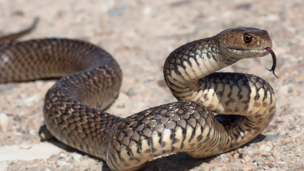 Snake