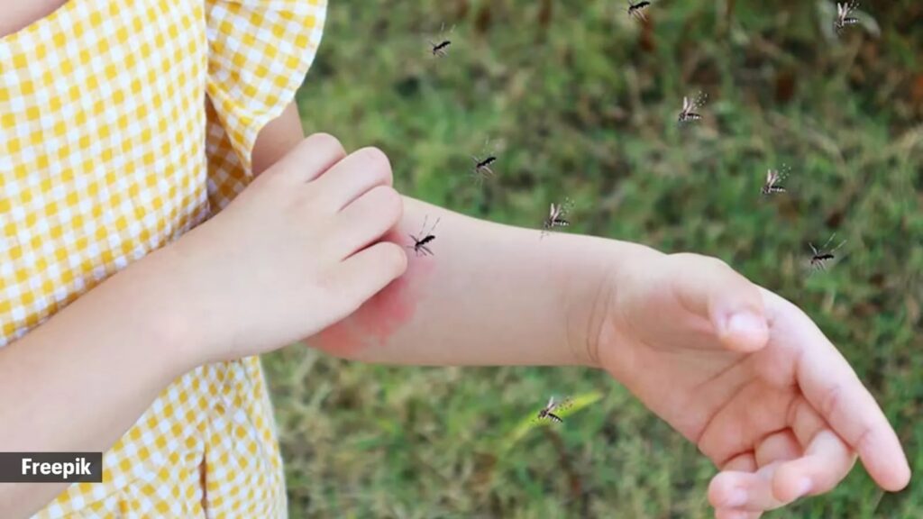 mosquito