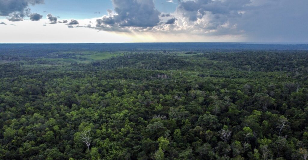 Video: Wild animals flock to watering holes in the jungles of Guatemala