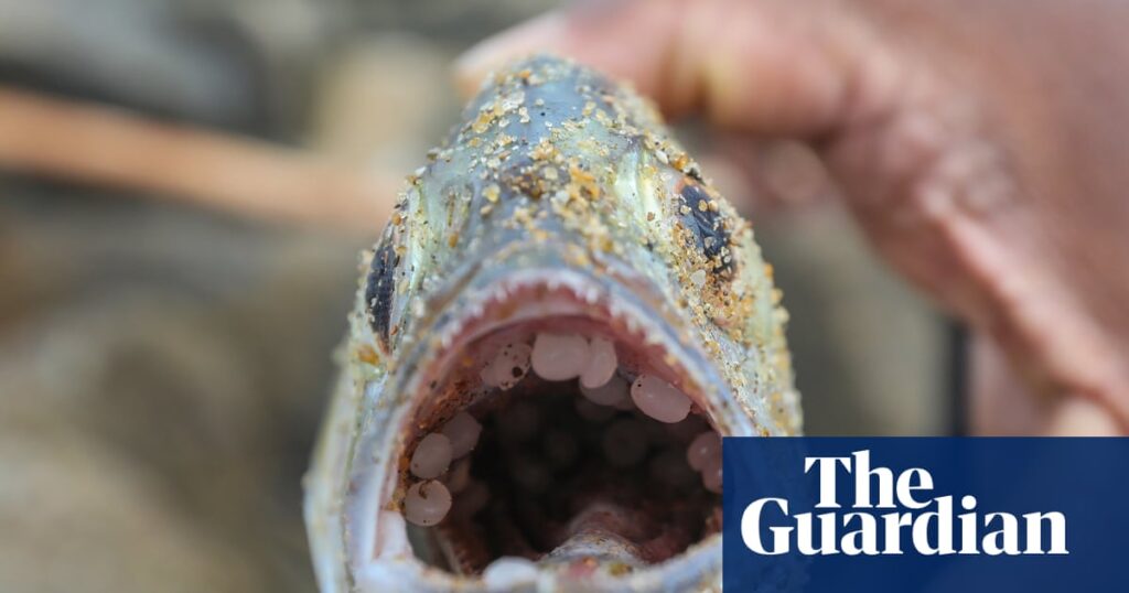Buoyant, the size of a lentil and almost impossible to recover: how nurdles are polluting the oceans | Plastics