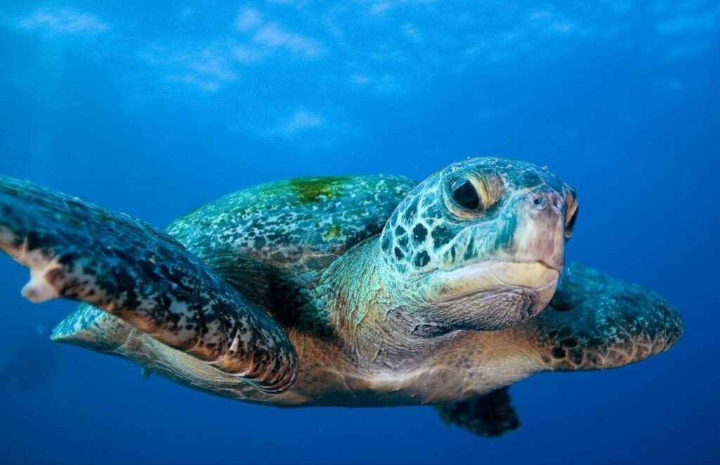 Conservation Without Law Enforcement Is Pure Idealism