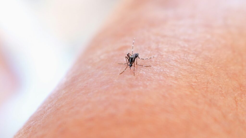 Dengue cases on the rise: Know the top prevention and recovery tips to stay safe | Health