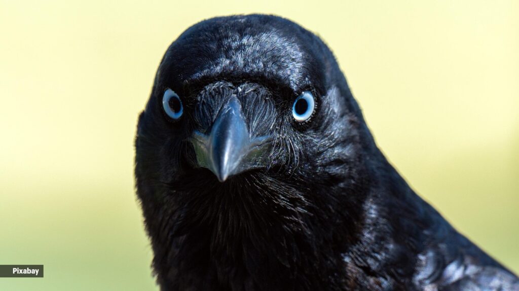 crow, bird