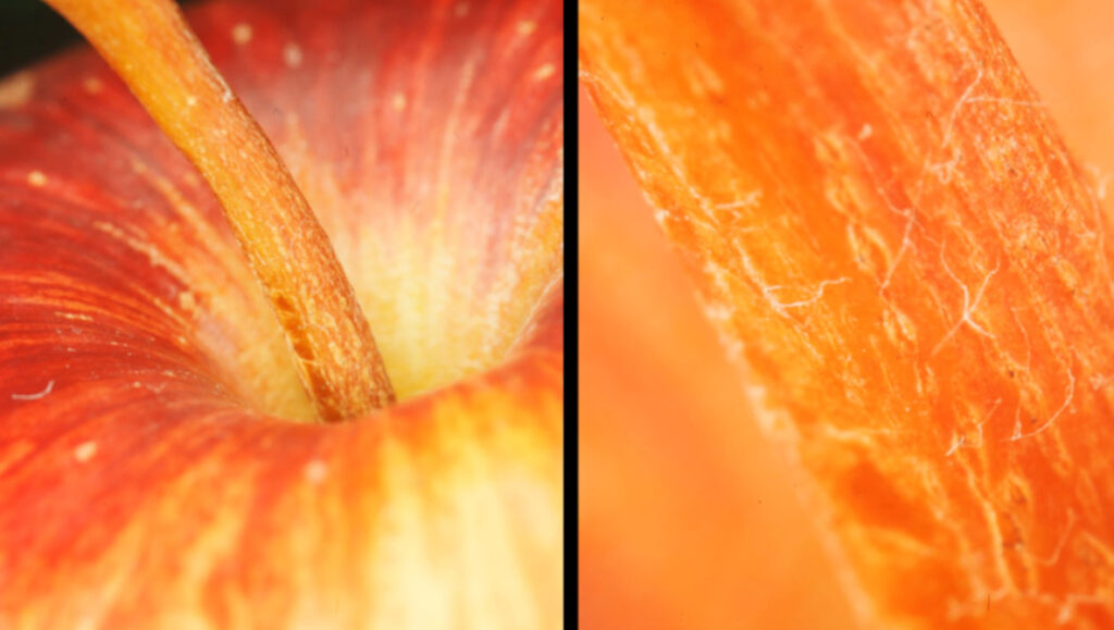 Extreme Close-Ups With the Affordable Mitakon 55mm Macro