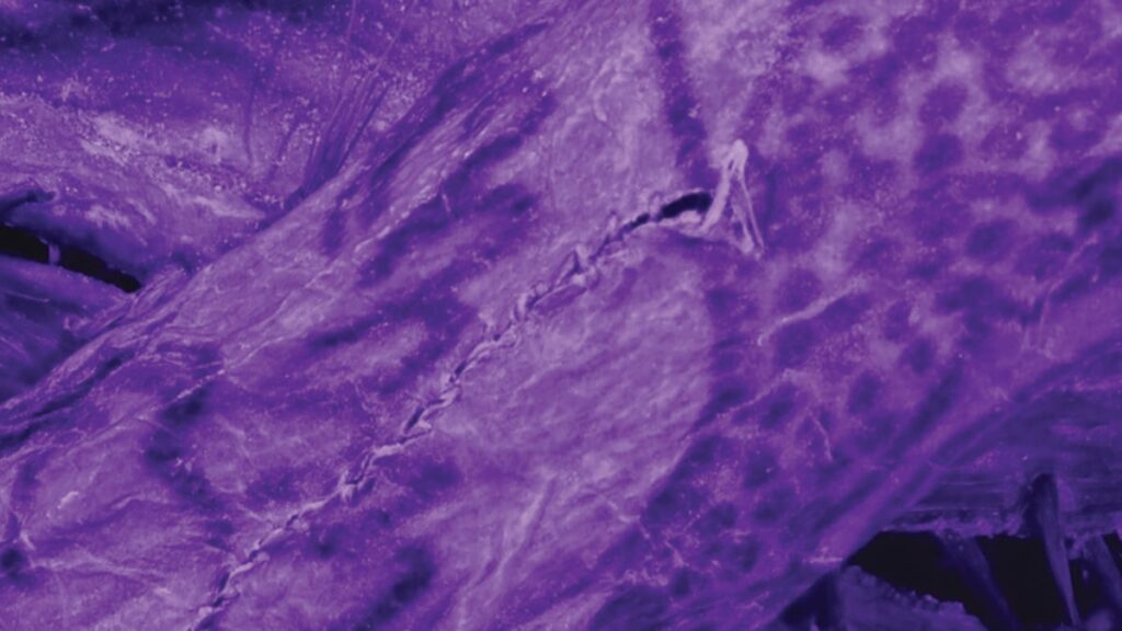 Impossibly Intricate Tattoos Found on 2,000-Year-Old 'Ice Mummy'