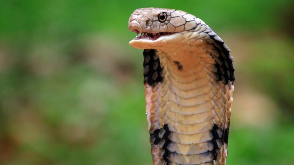 Curious about who wins in a fight between a cat and a snake?