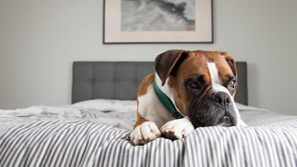 Is your pet getting anxious when left alone? Vet shares 5 tips to ease their separation anxiety