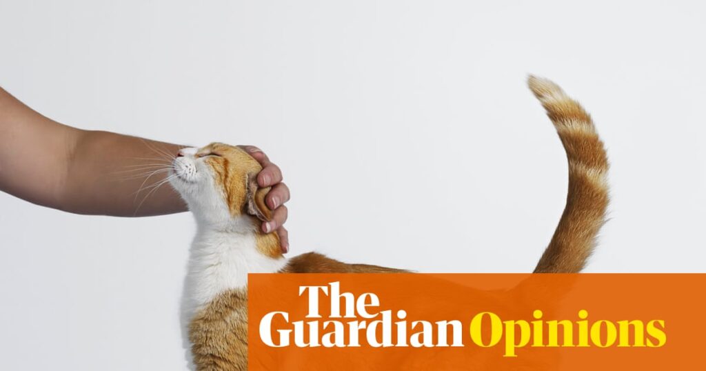 Renting has robbed me of precious cat years. So I’ve turned to pet sitting to fill the void | Rebecca Shaw