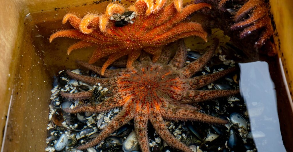 Scientists reveal bacterial cause of sea star wasting disease in a major study published today