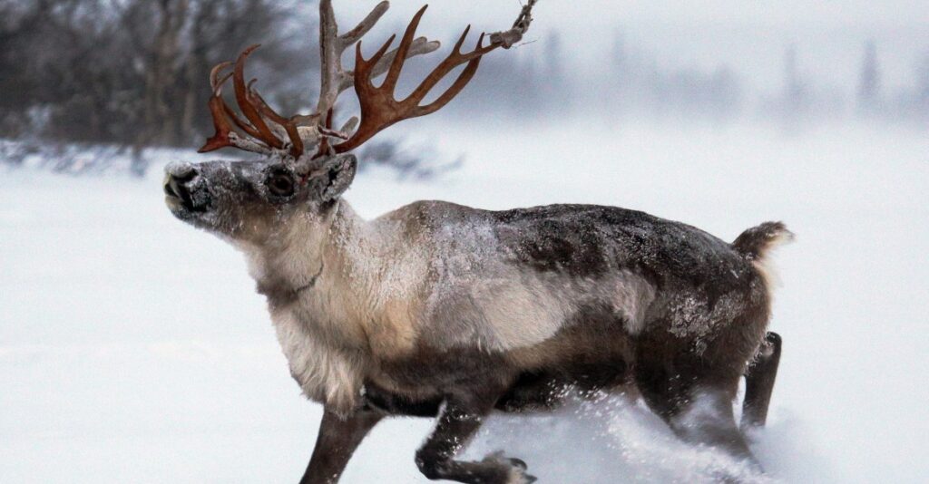 Study: Climate change in the Arctic endangers reindeer, caribou
