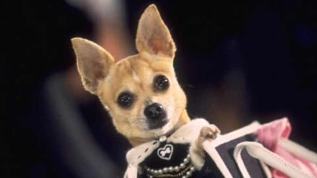 short haired chihuahua in designer handbag peekng of the top with alert ears