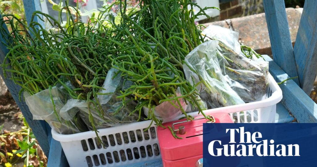 The magic of samphire season: Jimi Famurewa’s recipe for mackerel, chorizo, new potato and samphire | British food and drink