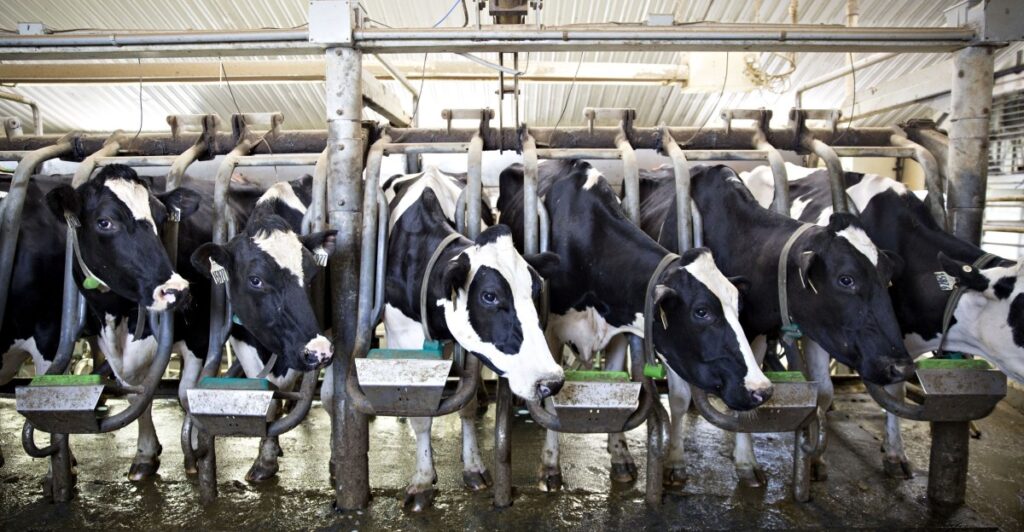 Toxic gas from cow manure just killed 6 workers on a Colorado dairy farm