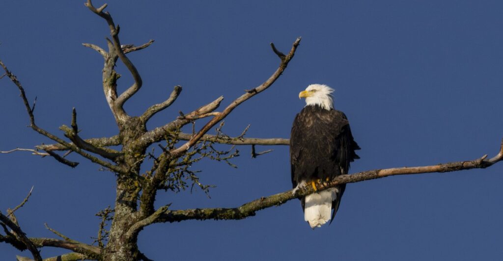 Trump Interior Secretary Doug Burgum cares about bald eagles — if they stall wind energy