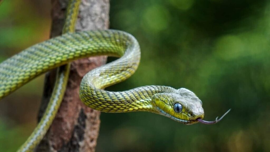 What to do if a snake bites you this monsoon? Doctor shares immediate first aid steps and warning symptoms | Health