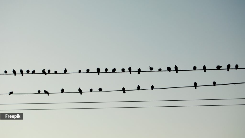 When birds land on power lines, why don't they experience the same outcome as humans?