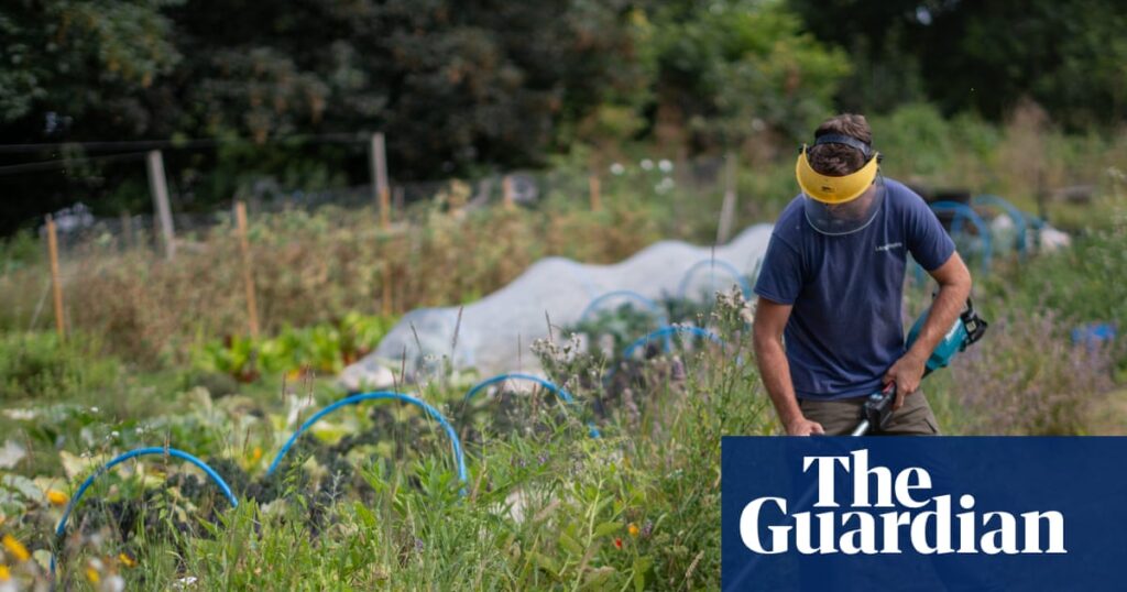 ‘A natural antidepressant’: how working with the land is helping ex-prisoners | Prisons and probation