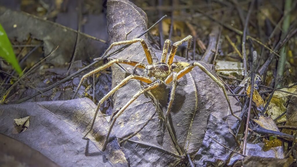 6 animals that are found deep inside caves and nowhere else in the world | Pets-animals News Express shorts