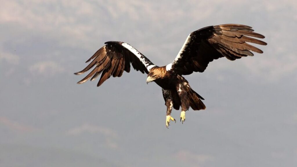 Explore the fascinating world of animals with the best eyesight