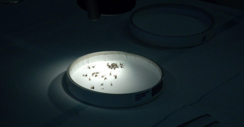 America’s picture of mosquito-borne illness is incomplete. This lab is filling in the blanks.