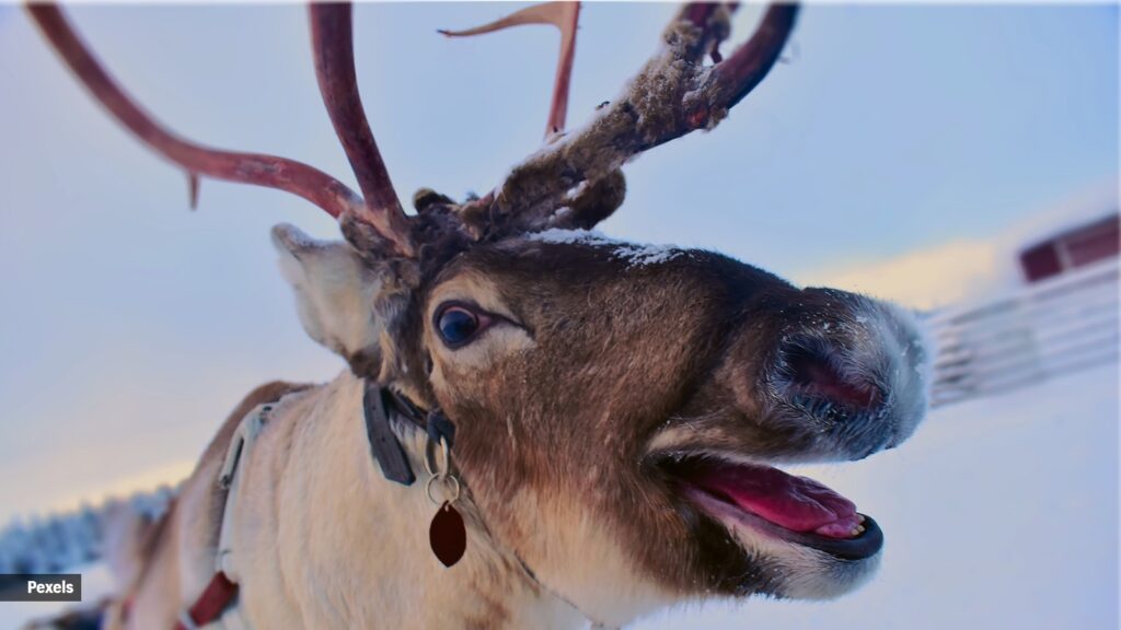 reindeer