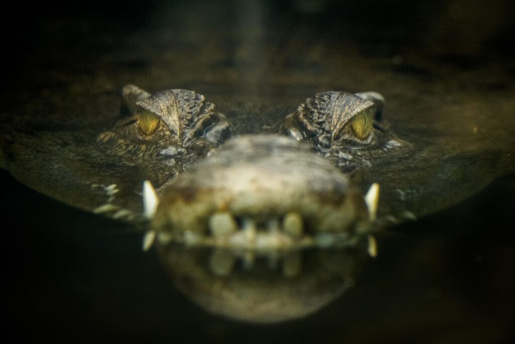 How To Avoid Data Lake Crocodiles