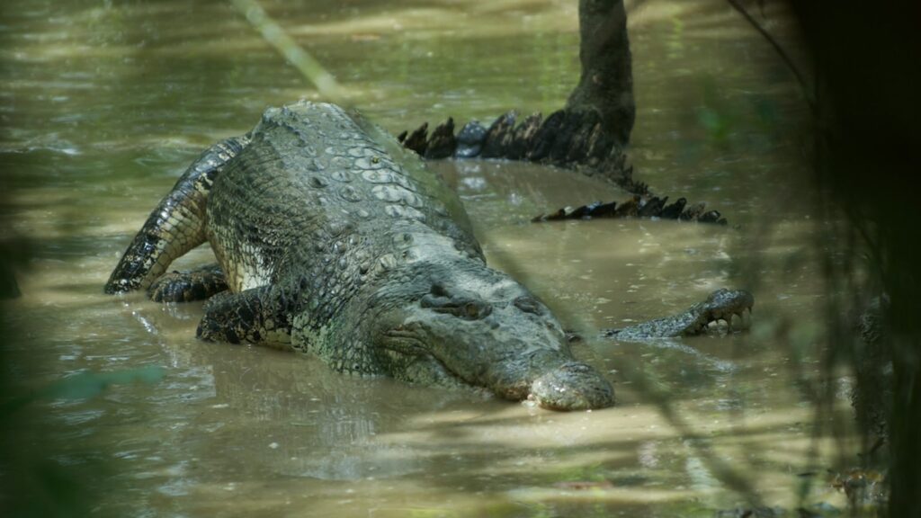 How do crocodiles mate? Did you know the sex of crocodile babies is determined by the temperature around it? (Source: Wikimedia Commons)