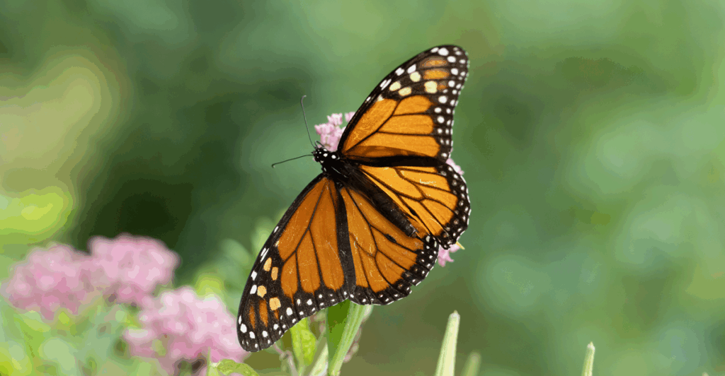 Monarch migration: New York City is an unexpected butterfly haven Monarch migration: New York City is an unexpected butterfly haven