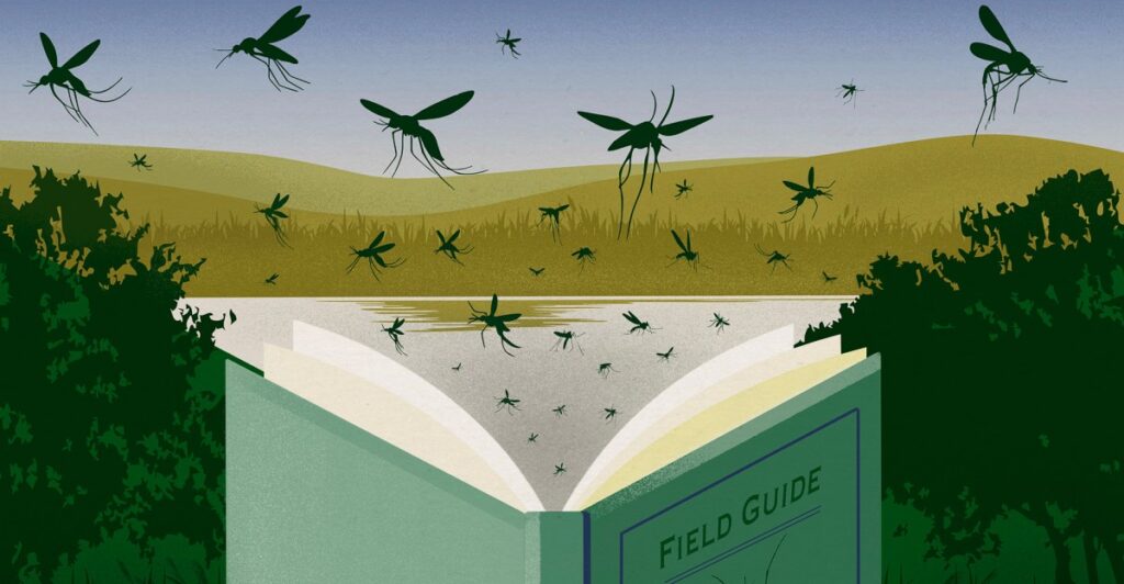 Mosquitoes in the US: How to identify those that spread West Nile, Zika, dengue, and malaria
