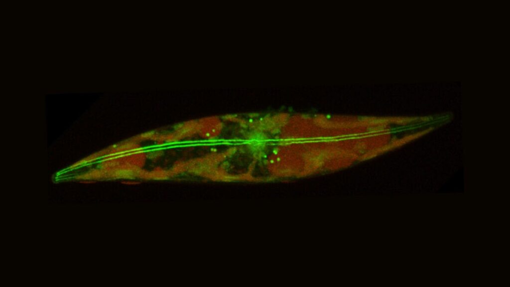 Scientists Stunned as Tiny Algae Keep Moving Inside Arctic Ice