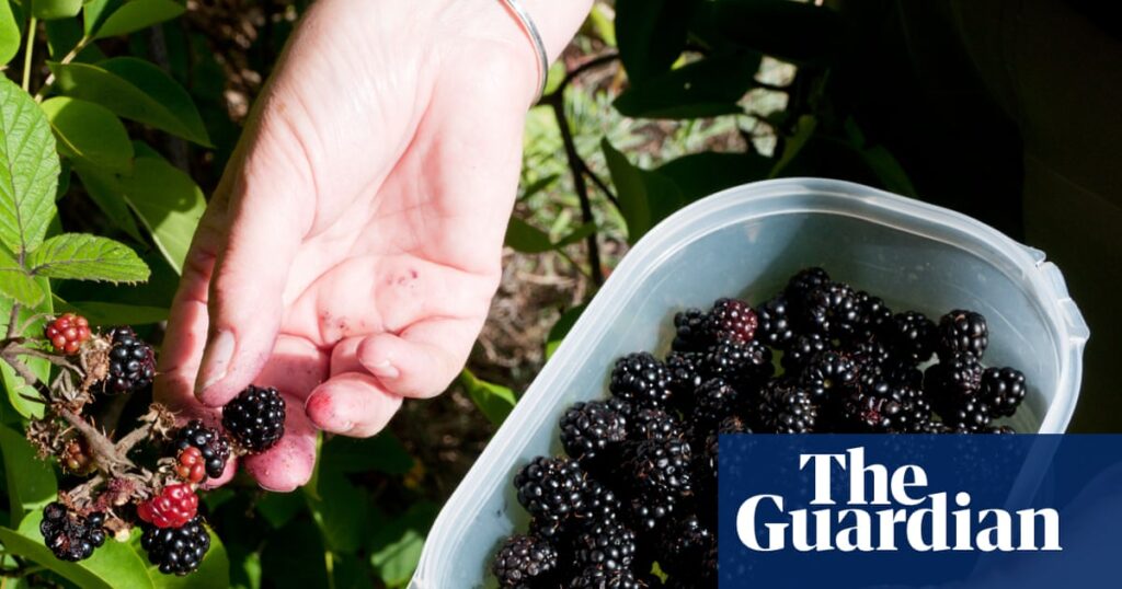 Wanted: bakes to make use of a glut of homemade jam | Jams, preserves and spreads