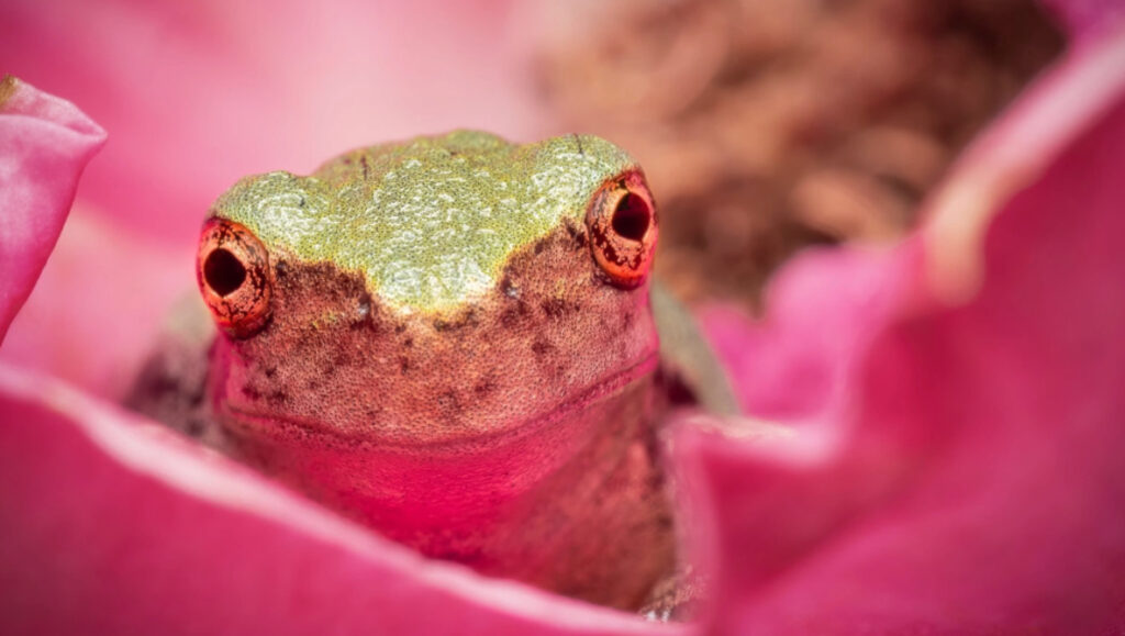 Why Micro Four Thirds Can Be a Secret Weapon for Macro Photography Why Micro Four Thirds Can Be a Secret Weapon for Macro Photography