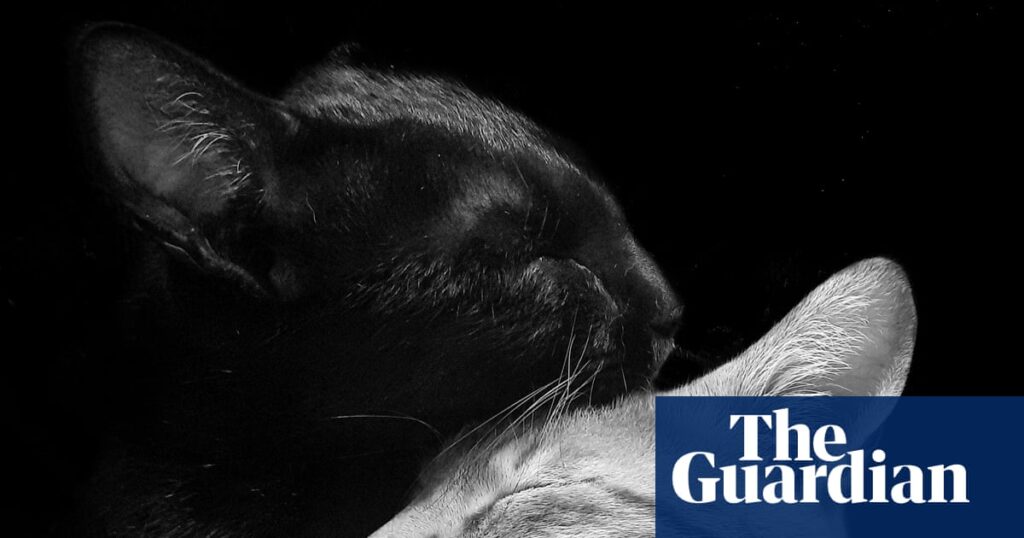 ‘My cats are always grooming, chasing or cuddling’: Sagar Pavale’s best phone picture | Photography