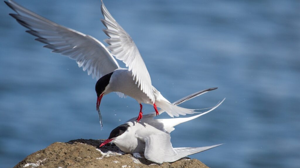 Meet the bird, lighter than a bar of chocolate, that covers twice the distance of Earth as it migrates | Pets-animals News The Arctic Tern is a small seabird with the longest migration in the animal kingdom